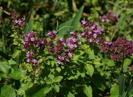 Image result for Origanum majorana