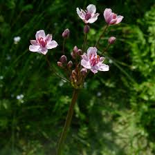 Attēlu rezultāti vaicājumam “Butomaceae”