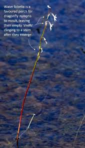 Attēlu rezultāti vaicājumam “Lobelia dortmanna”