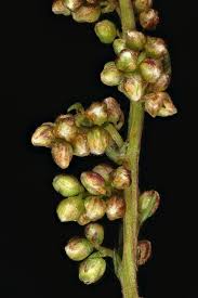 Attēlu rezultāti vaicājumam “Artemisia campestris bud”