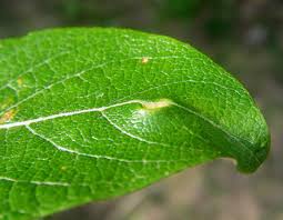 Attēlu rezultāti vaicājumam “Euura pedunculi”