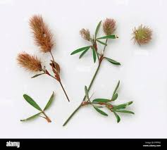 Attēlu rezultāti vaicājumam “Trifolium arvense”