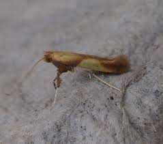 Attēlu rezultāti vaicājumam “Caloptilia alchimiella”