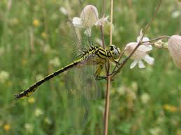Attēlu rezultāti vaicājumam “Gomphus flavipes”