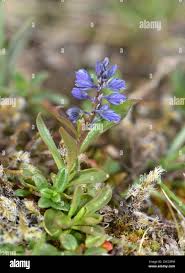 Attēlu rezultāti vaicājumam “Polygala amarella”