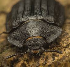 Attēlu rezultāti vaicājumam “Peltis grossa”