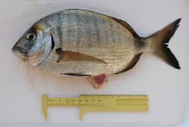 Image result for Diplodus helenae