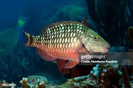 Image result for Sparisoma viride