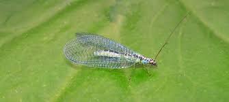 Attēlu rezultāti vaicājumam “Chrysopa”