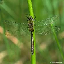 Attēlu rezultāti vaicājumam “Cordulia aenea”