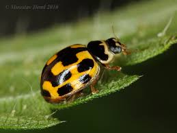 Attēlu rezultāti vaicājumam “Propylea quatuordecimpunctata”