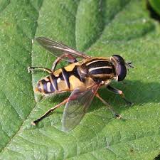 Attēlu rezultāti vaicājumam “Helophilus hybridus male”
