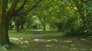 Image result for Collingham & Linton Sports Association