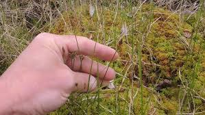 Attēlu rezultāti vaicājumam “Carex chordorrhiza”
