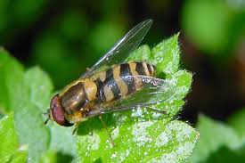 Attēlu rezultāti vaicājumam “Syrphus torvus”