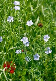 Image result for Linum usitatissimum