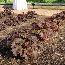 Image result for Heuchera `Palace Purple`