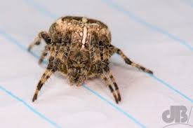 Attēlu rezultāti vaicājumam “Araneus diadematus female”