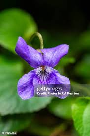 Attēlu rezultāti vaicājumam “Viola riviniana flower”
