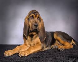Image result for Carlisle BloodHounds