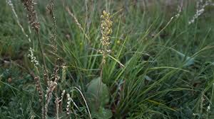 Attēlu rezultāti vaicājumam “Listera ovata fruit”