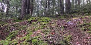 Attēlu rezultāti vaicājumam “Trichocolea tomentella sporophyte”