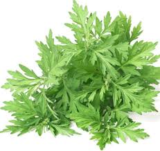 Image result for Artemisia vulgaris