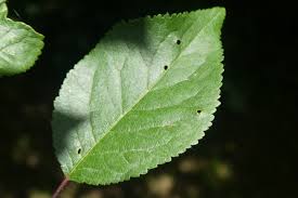 Attēlu rezultāti vaicājumam “Prunus domestica subsp. domestica leaf”