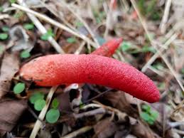 Attēlu rezultāti vaicājumam “Mutinus ravenelii”