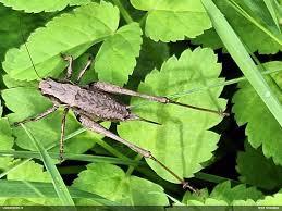 Attēlu rezultāti vaicājumam “Fuligo licentii”