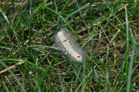 Attēlu rezultāti vaicājumam “Calliteara pudibunda larva”