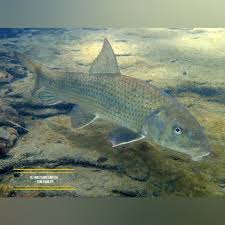 Image result for Minytrema melanops