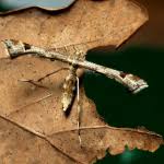 Attēlu rezultāti vaicājumam “Platyptilia gonodactyla”