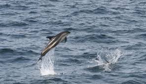 Image result for Leucopleurus acutus