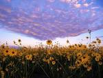 Desktop backgrounds // Animal Life // Flowers // Heaven and Earth ...