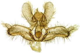 Attēlu rezultāti vaicājumam “Acleris bergmanniana”
