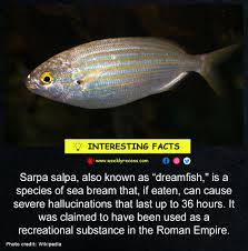 Image result for Sarpa salpa