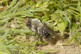 Attēlu rezultāti vaicājumam “Andrena vaga”