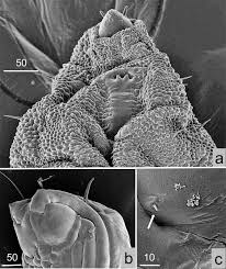 Attēlu rezultāti vaicājumam “Cystiphora sanguinea”
