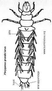 Attēlu rezultāti vaicājumam “Phryganeidae”