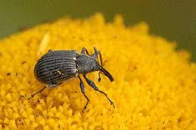 Attēlu rezultāti vaicājumam “Anthonomus pomorum”