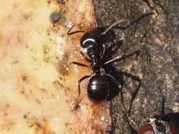 Attēlu rezultāti vaicājumam “Lasius fuliginosus”