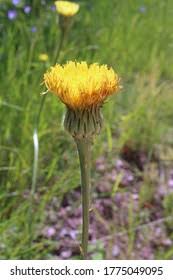 Attēlu rezultāti vaicājumam “Hypochaeris maculata”
