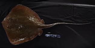 Image result for Hypanus longus