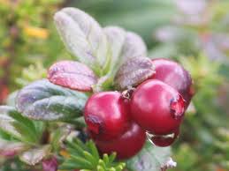 Attēlu rezultāti vaicājumam “Vaccinium vitis-idaea”