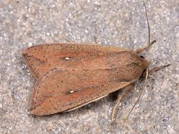 Attēlu rezultāti vaicājumam “Mythimna flammea”