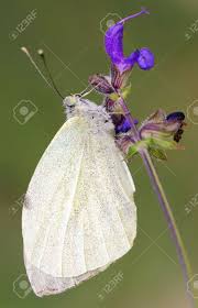 Attēlu rezultāti vaicājumam “Pieris brassicae”