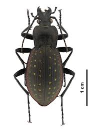 Attēlu rezultāti vaicājumam “Carabus hortensis”
