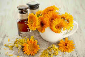 Attēlu rezultāti vaicājumam “Calendula officinalis flower”