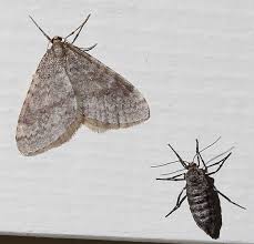 Attēlu rezultāti vaicājumam “Operophtera”